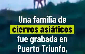 ¿Por qué la familia de ciervos introducida por Pablo Escobar es una amenaza silvestre en el Magdalena Medio?