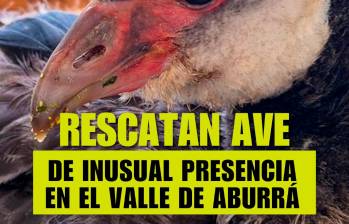 Rescatan ave de inusual presencia en el Valle de Aburrá