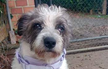 Perrita que salía de quimioterapia fue robada en el centro de Medellín