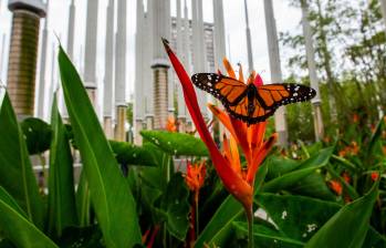 Las mariposas que ahora llenan el centro de Medellín son un testimonio vivo de su compromiso y pasión de un hombre. Foto Julio César Herrera
