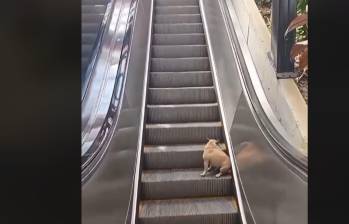 Este es el bulldog francés que aparece en el video mientras los turistas lo observan. IMAGEN TOMADA DE VIDEO