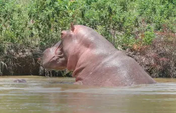 La problematica con los hipopótamos en el Magdalena Medio se volvió un tema de difícil control por la falta de depredadores y por los perjuicios ambientales que están generando. FOTO: JUAN ANTONIO SÁNCHEZ
