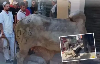 Este fue el toro que generó caos en las calles de Remedios, Antioquia, intentando meterse a los establecimientos comerciales (detalle). FOTOS: CORTESÍA ALCALDÍA DE REMEDIOS