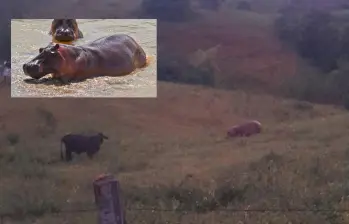 Esta imagen muestra como uno de los hipopótamos merodea por las fincas donde hay animales de corral y se presume que estaría detrás de la muerte de una vaca y de un carnero. FOTOS: CORTESÍA Y ARCHIVO EL COLOMBIANO