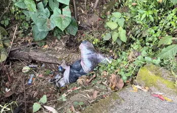Este fue el cuerpo que encontraron embolsado en la vía Medellín-San Pedro de los Milagros, en jurisdicción de Bello. Este hecho se sumó a un doble asesinato en Barbosa. FOTO: CORTESÍA