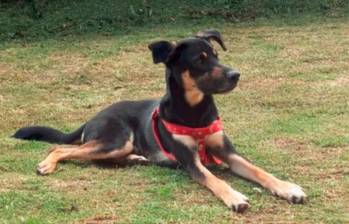 Este fue uno de los seis perros que murió envenenado esta semana en San Elena. Ocurrió el pasado 5 de diciembre en la vereda San Ignacio. FOTO: CORTESÍA VIVIENDO SANTA ELENA