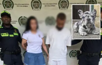 Una bulldog francés, similar a la de la foto detalle, fue la muerta en medio de la pelea de esta pareja, a la cual capturaron horas despueés de este caso de maltrato animal en la comuna 7 (Robledo). FOTOS: CORTESÍA