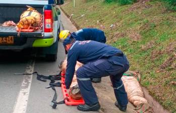 Los bomberos de Buriticá, con apoyo de la Sijín de la Policía Antioquia, realizaron las labores de recuperación e inspección judicial a los cadáveres de estos cuatro mineros. FOTOS: CORTESÍA