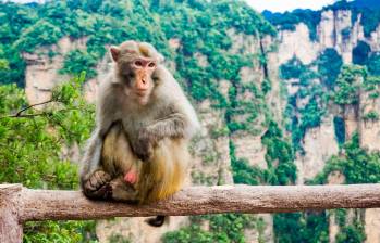 Un estudio muestra que los macacos, si son entrenados con metrónomo, pueden seguir el ritmo de la música. FOTO: 