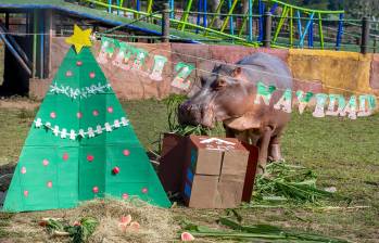 Es importante destacar que cada actividad es estrictamente personalizada. Los especialistas de Hacienda Nápoles diseñan cada “regalo” y dinámica dependiendo de la especie, la alimentación habitual y los gustos individuales de cada animal. Foto: Juan Antonio Sánchez