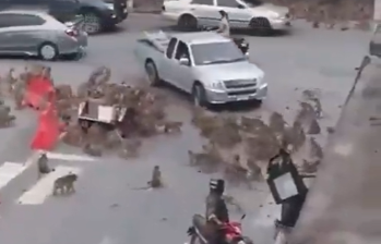 Los habitantes de Lopburi llevan mucho tiempo sufriendo las consecuencias de una creciente y agresiva población de monos. FOTO: captura de video