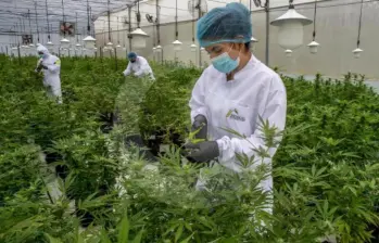 El proyecto no solo busca despenalizar el consumo, sino que blinda a las comunidades indígenas, afro y campesinas al reservarles el 70% de las licencias de cultivo. FOTO: Juan Antonio Sánchez 