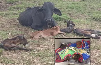 La vaca “Alicia” junto a sus cuatrillizos en un campo de Nariño, Antioquia. FOTO: Imagen tomada de redes.