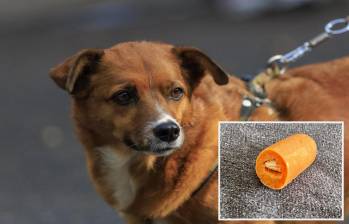 Adelante, una salchicha que en su interior contiene pastillas para presuntamente envenenar animales. Atrás, imagen de referencia de un perro en Medellín. Foto: Andrés Camilo Suárez Echeverry.