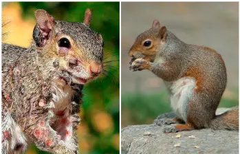  Las ardillas son roedores ágiles y adaptables que habitan bosques, parques y ciudades en distintos continentes. FOTOS Tomada de Facebook Evelyn’s Wildlife Refuge y Pixabay