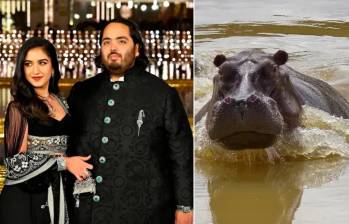 Anant Ambani se ofreció a recibir los 80 hipopótamos de Pablo Escobar en Colombia. ¿A dónde los llevará? FOTO: GETTY