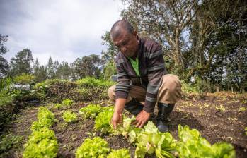 La adhesión de Colombia al Tratado Internacional de Semillas permite garantizar la seguridad alimentaria. Foto: EL COLOMBIANO.