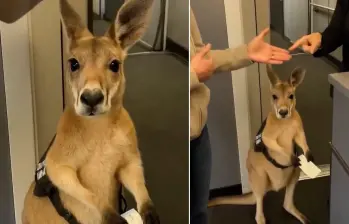 El canguro que se viralizó en redes sociales no era lo que parecía. FOTOS: Capturas de video