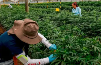 El decreto también estableció que el cannabis como producto terminado solo podrá comercializarse con fines médicos, garantizando su trazabilidad, control sanitario y cumplimiento de estándares de calidad. FOTO: Manuel Saldarriaga