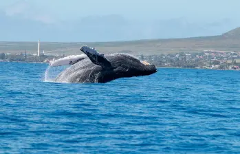 Cada año, más de 3.000 ballenas yubarta llegan al Pacífico colombiano para reproducirse y dar a luz, convirtiendo estas aguas en uno de sus corredores migratorios clave. FOTO Pixabay