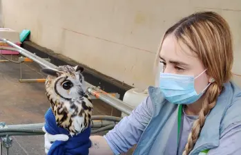 Este fue el búho rescatado del centro comercial ubicado en Bello. FOTO: Cortesía Denuncias Antioquia