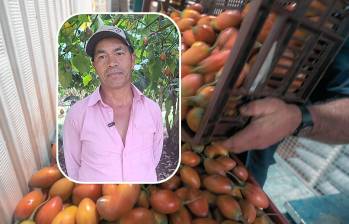 Preocupación en La Unión, Antioquia, por la baja rentabilidad del tomate de árbol. FOTO: Juan Antonio Sánchez