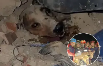 Un perro fue rescatado entre los escombros tras el terremoto en Venezuela. FOTO: Captura de video X @Mr_Civico