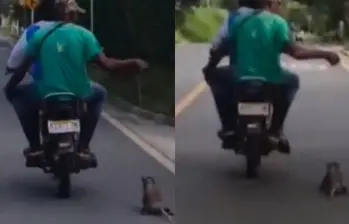 La zarigüeya fue arrastrada varios metros por hombres que viajaban en una moto. Foto: Captura de video