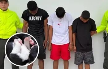 Entre machetazos y risas grabadas por celular, tres militares en Buenaventura convirtieron un puesto de control en un escenario de tortura animal. La imagen del perro es de referencia. FOTO: Policía Nacional, Fiscalía General de la Nación y SSTOCK