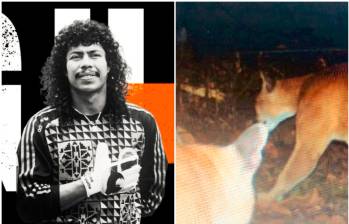 René Higuita y los dos pumas que busca ayudar. Fotos: Tomadas de X. 