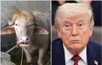 Por razones de seguridad nacional, el Gobierno de Bangladés ha suspendido el sacrificio religioso de un búfalo albino bautizado como ‘Donald Trump’. FOTO: Cortesía MONIRUL ALAM y Getty