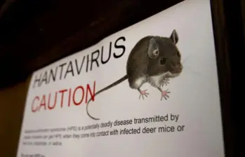 Inhalar partículas microscópicas de excrementos secos de roedores es suficiente para contraer una de las enfermedades más letales para el pulmón humano: el hantavirus. FOTO: Getty