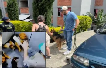¡Indignante! En La Estrella también grabaron a otro maltratador de animales: perrito fue víctima de brutal golpiza