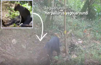 El jaguarundí pasando por una d las cámaras trampa de la zona de reserva. FOTO: Cortesía Alcaldía de Itagüí
