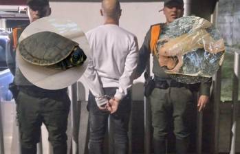 El capturado deberá responder ante la justicia por el delito de aprovechamiento ilícito de los recursos naturales renovables. FOTO: CORTESÍA POLICÍA