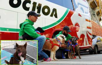 Si bien desde 2024 ya 3.853 animales han sido “transferidos” al mejor equipo posible –una familia que los recibió en su hogar–, todavía quedan muchos esperando la oportunidad de ser adoptados. FOT: Cortesía
