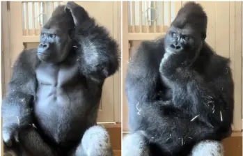 El ejemplar, conocido por su expresividad y por ser hijo de la celebridad internacional Shabani, se retiró a una zona de escaleras donde mantuvo la cabeza apoyada en su mano y se rascó el rostro de manera pausada. FOTO: Captura de video de redes sociales 