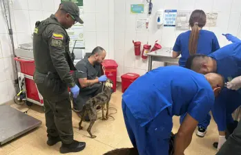 Durante la inspección, las autoridades evidenciaron que los caninos presentaban un avanzado estado de caquexia, una condición asociada con desnutrición severa y pérdida extrema de masa corporal. FOTO Policía Metropolitana. 