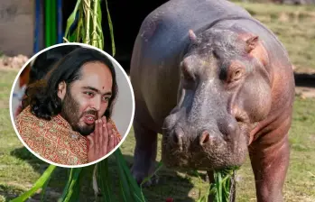 Anant Ambani, multimillonario indio y fundador de Vantara, propuso recibir en India a 80 hipopótamos de Colombia. Foto: Getty / Juan Antonio Sánchez