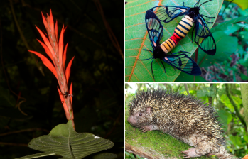 Las especies descubiertas para la ciencia incluyen una planta, una polilla y una especie de puercoespín. FOTOS cortesía