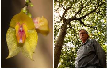 La nueva especie pertenece al género Lepanthes, uno de los grupos de orquídeas más diversos de los Andes tropicales, que reúne algunas de las flores más pequeñas del mundo. FOTOS CORTESÍA y Unal sede Medellín. 