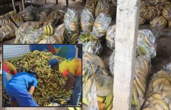 Los plátanos de los campesinos de Urabá llegan a cualquier rincón del departamento. Hasta en las plazas de mercado hay montañas de ellos. FOTOS: Cortesía