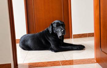 Max, perrito al que le aplicaron la inyección porque estaba muy viejito y no podía caminar. Foto: Archivo personal