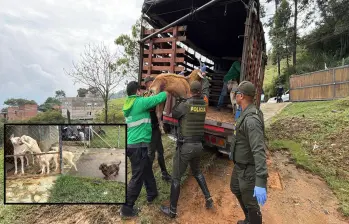 Adelante, algunos de los perros encontrados. Atrás, una de las cabras rescatadas. FOTO: Cortesía
