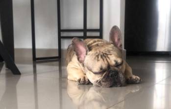 Las posiciones para dormir de los perros pueden dar una idea de cómo se sienten. FOTO: El Colombiano