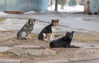 Perros ferales han causado ataques masivos en el Suroeste y Oriente antioqueño, y también hay registros de impactos negativos a la fauna nativa de los valles de Aburrá y San Nicolás. FOTO DE REFERENCIA: Getty