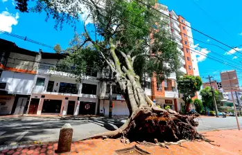 El árbol cayó después de desprenderse de sus raíces y afectó las redes eléctricas. Foto: Julio César Herrera