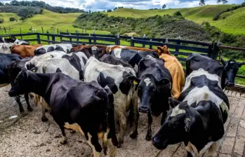 A inicios de febrero de 2026, la crisis climática ha dejado de ser una amenaza de inundación para convertirse en una emergencia sanitaria y química que amenaza con aniquilar el patrimonio ganadero de la región. FOTO: Juan Antonio Sánchez