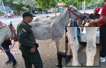 Autoridades ambientales revisan algunos de los equinos en el Parque Exlpora. FOTO: Cortesía