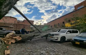 Así quedó el vehículo afectado tras la caída del enorme árbol al interior del estacionamiento. FOTO: Cortesía.